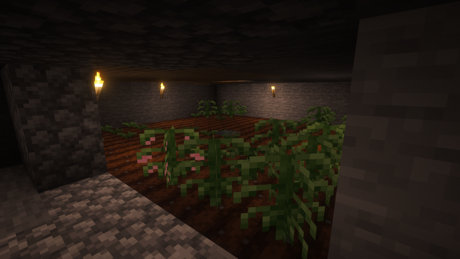 in progress cotton farm